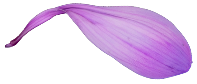 Blume